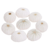 Естествена черупка на морски таралеж Раковина Tillandsia Саксийно растение за аксесоари за декорация на дома Декорация на аквариум Genshin Impact