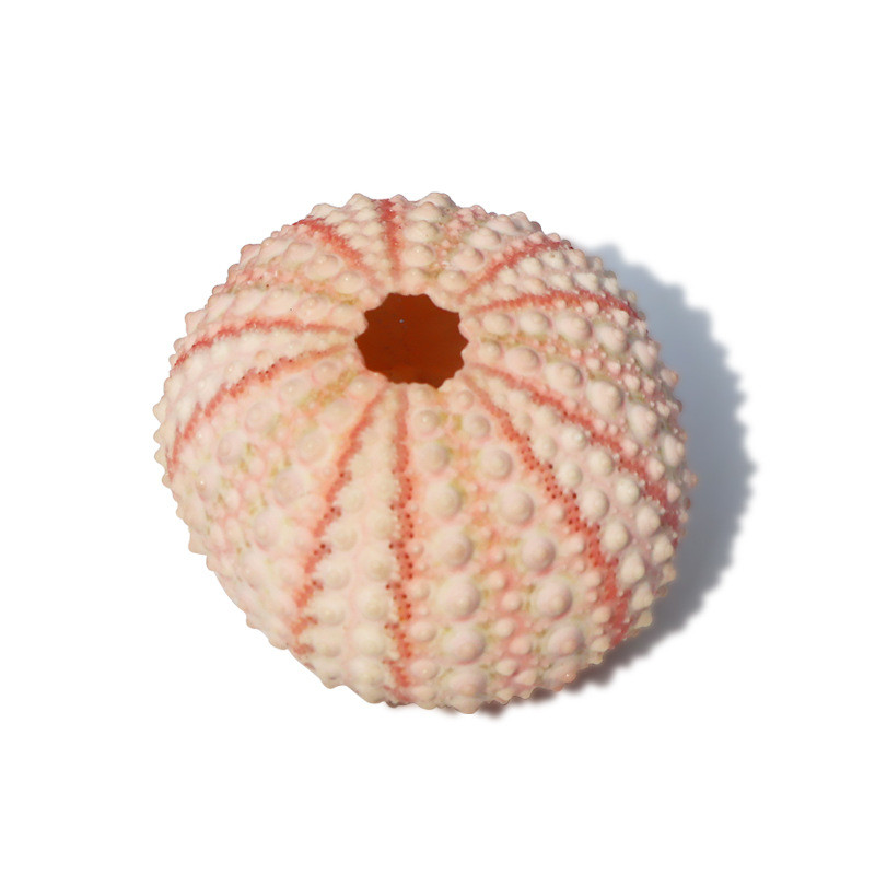 Естествена черупка на морски таралеж Раковина Tillandsia Саксийно растение за аксесоари за декорация на дома Декорация на аквариум Genshin Impact