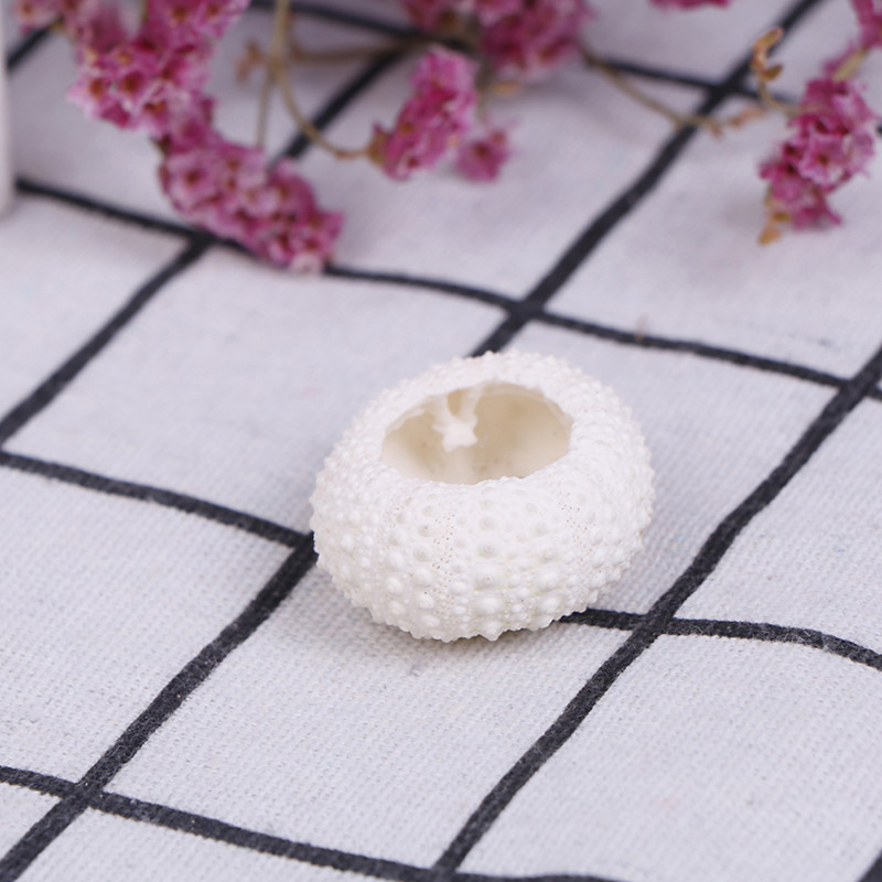 Естествена черупка на морски таралеж Раковина Tillandsia Саксийно растение за аксесоари за декорация на дома Декорация на аквариум Genshin Impact