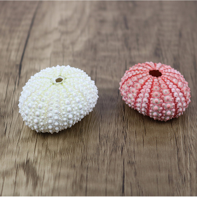 Естествена черупка на морски таралеж Раковина Tillandsia Саксийно растение за аксесоари за декорация на дома Декорация на аквариум Genshin Impact