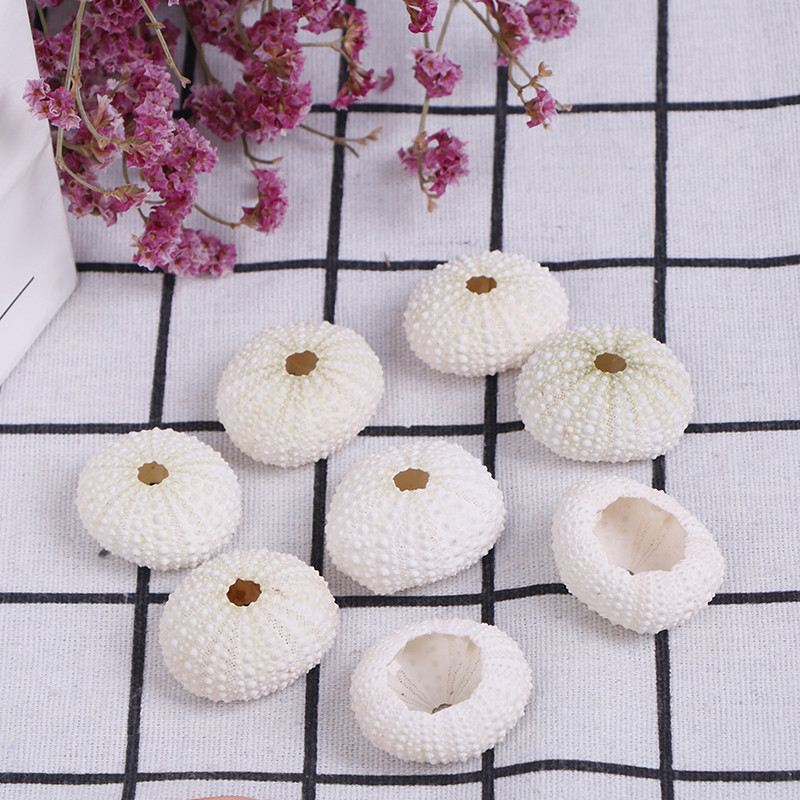 Естествена черупка на морски таралеж Раковина Tillandsia Саксийно растение за аксесоари за декорация на дома Декорация на аквариум Genshin Impact