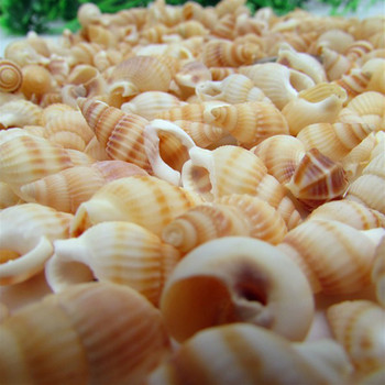 κοχύλια 100τμχ Mini Conch Crafts Φυσικά κοχύλια Κοχύλια Κοχύλια Micro-landscape Fish Tank Aquarium Crafts Διακόσμηση
