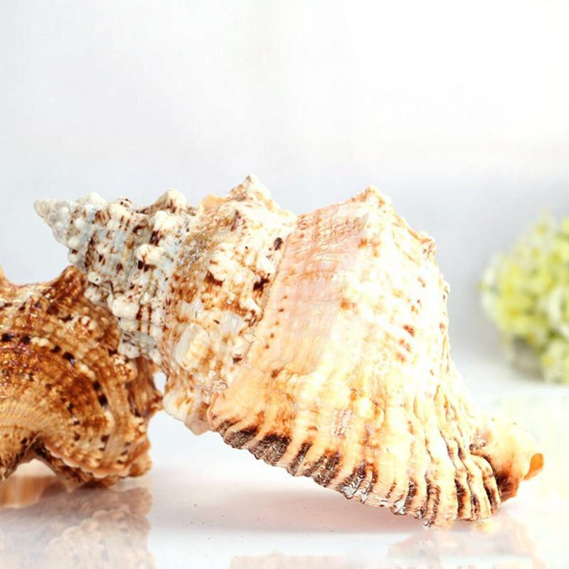 Fish Tank Риболовна мрежа Schelp Големи естествени морски черупки Сватбено парти Домашни плажни занаяти Морски екземпляр от раковини Декорация V3U7