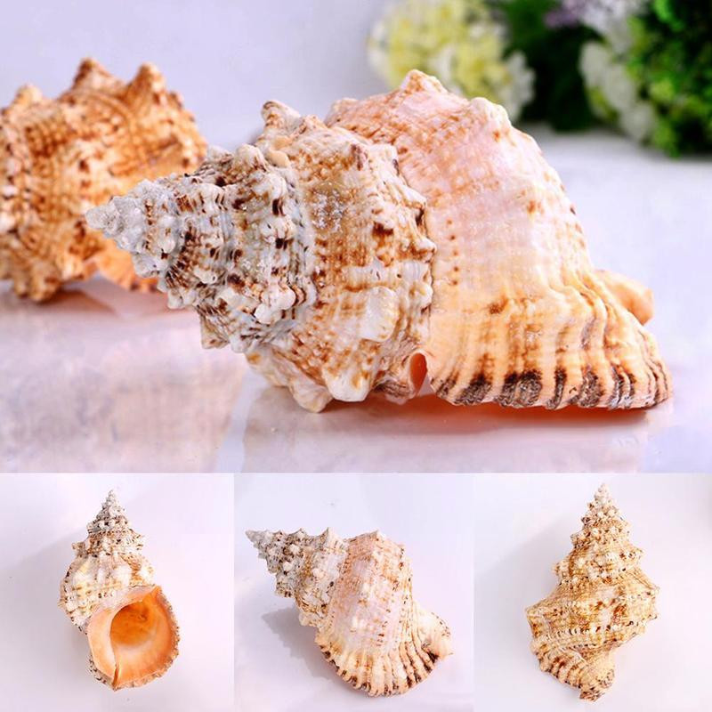 Fish Tank Риболовна мрежа Schelp Големи естествени морски черупки Сватбено парти Домашни плажни занаяти Морски екземпляр от раковини Декорация V3U7