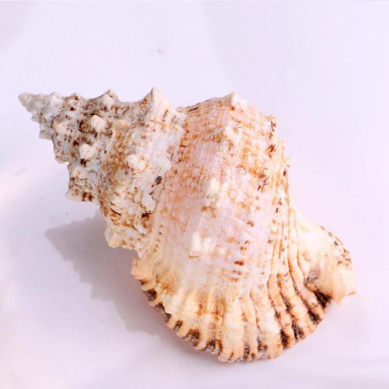 Fish Tank Риболовна мрежа Schelp Големи естествени морски черупки Сватбено парти Домашни плажни занаяти Морски екземпляр от раковини Декорация V3U7