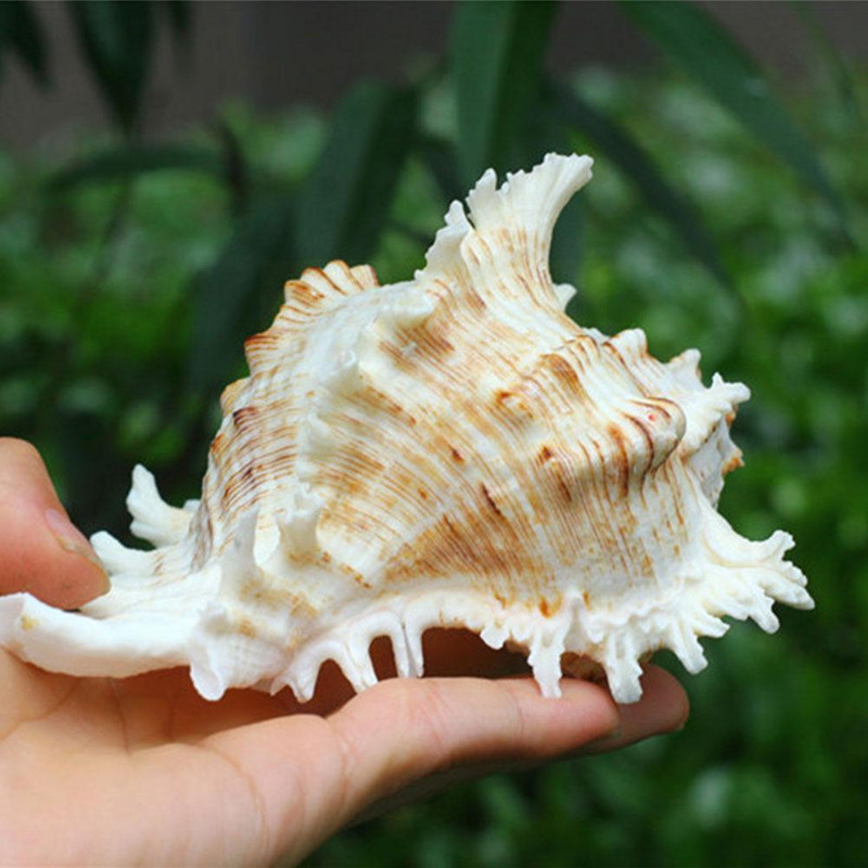 10-12 см естествена голяма раковина Кирин охлюв хиляди подаръци ръчна декорация на домашен аквариум колекция от охлюви орнаменти E0k7