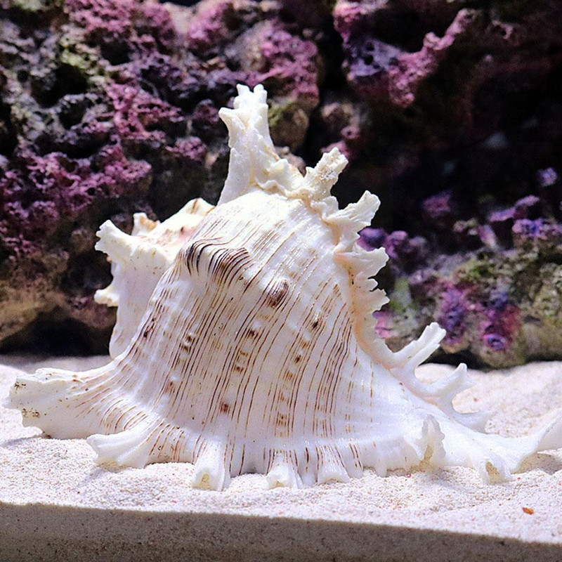 10-12 см естествена голяма раковина Кирин охлюв хиляди подаръци ръчна декорация на домашен аквариум колекция от охлюви орнаменти E0k7