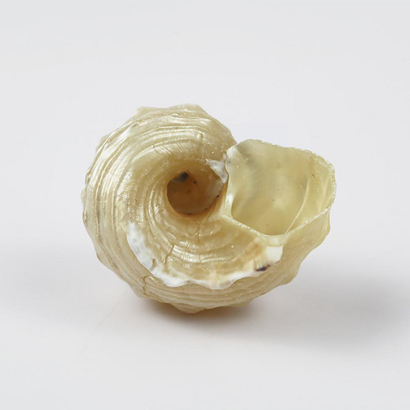 Естествени раковини Големи охлюви Озеленяване на аквариум Средиземноморски черупки Декоративни раковини Морски естествени големи черупки 3-5 см 1 бр.