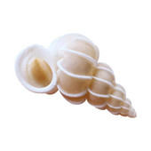 Раковина Раковина Ярко Червена И Красива Раковина Златен Пояс Раковина Естествена Декоративна Раковина Сватба Празнично Парти Декорация Подарък