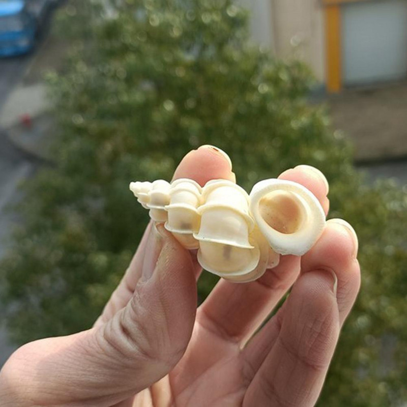 Раковина Раковина Ярко Червена И Красива Раковина Златен Пояс Раковина Естествена Декоративна Раковина Сватба Празнично Парти Декорация Подарък