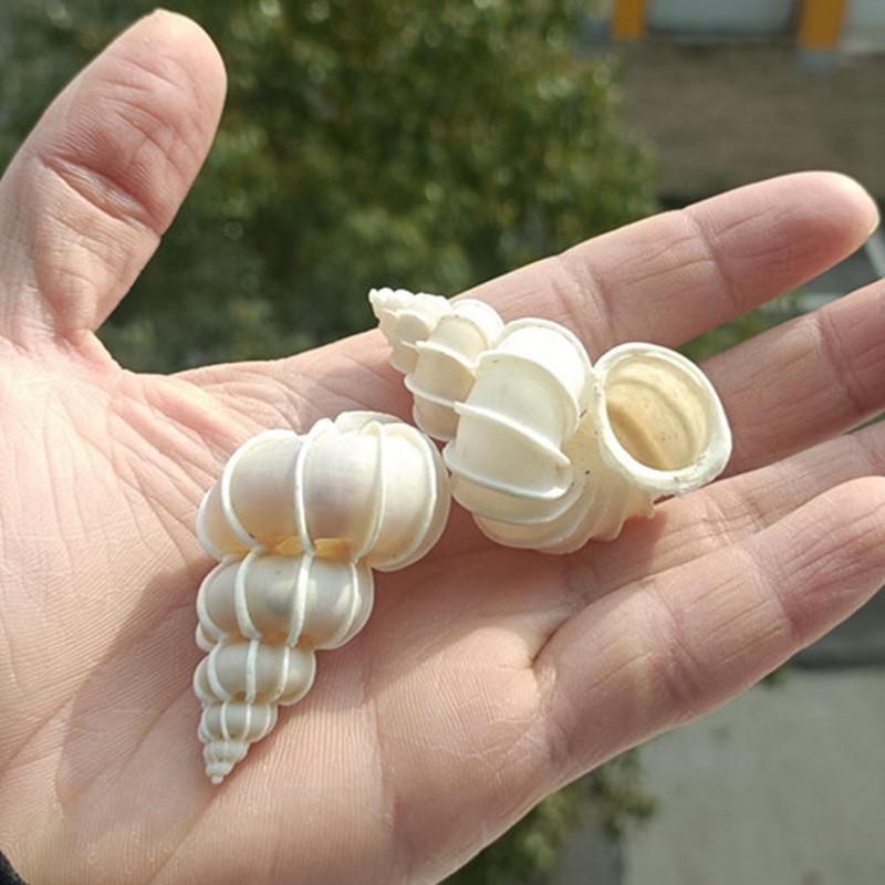 Раковина Раковина Ярко Червена И Красива Раковина Златен Пояс Раковина Естествена Декоративна Раковина Сватба Празнично Парти Декорация Подарък