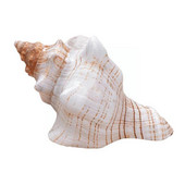 9-17 см кафяво бял естествен голям охлюв Раковина Морски офис рибни орнаменти Декорации Домашна колекция Сувенир M8y1