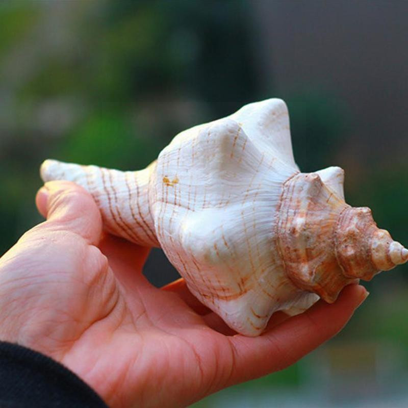 9-17 см кафяво бял естествен голям охлюв Раковина Морски офис рибни орнаменти Декорации Домашна колекция Сувенир M8y1