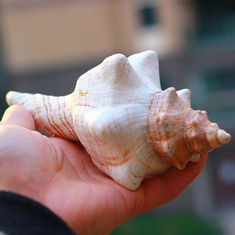 9-17 см кафяво бял естествен голям охлюв Раковина Морски офис рибни орнаменти Декорации Домашна колекция Сувенир M8y1