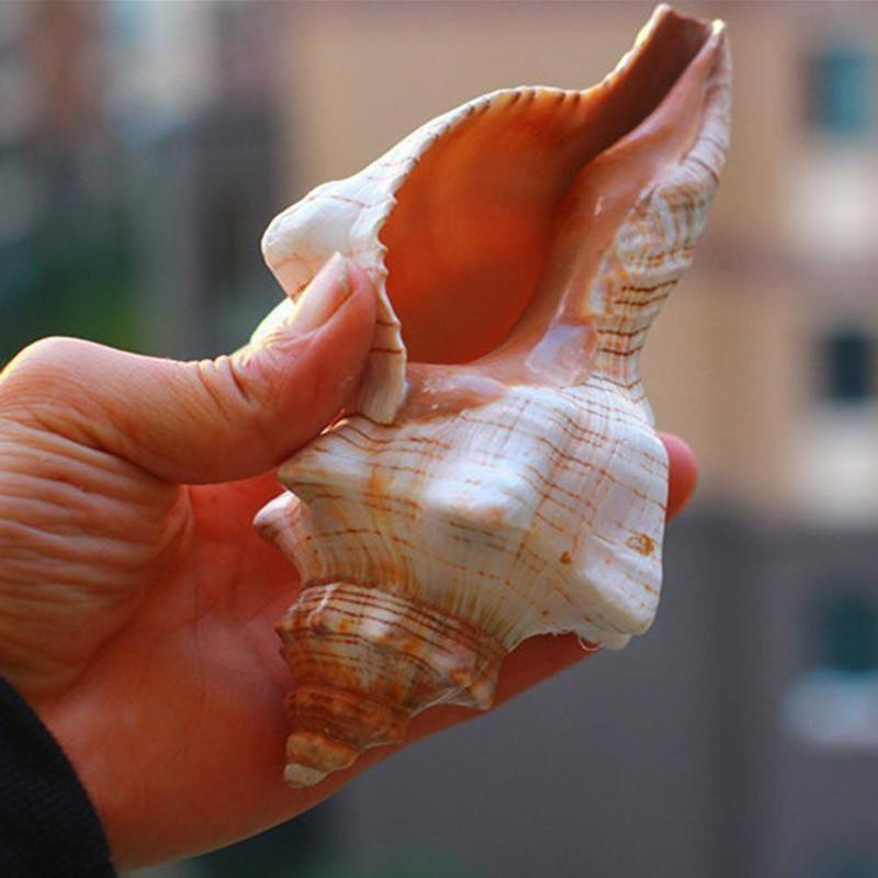 9-17 см кафяво бял естествен голям охлюв Раковина Морски офис рибни орнаменти Декорации Домашна колекция Сувенир M8y1