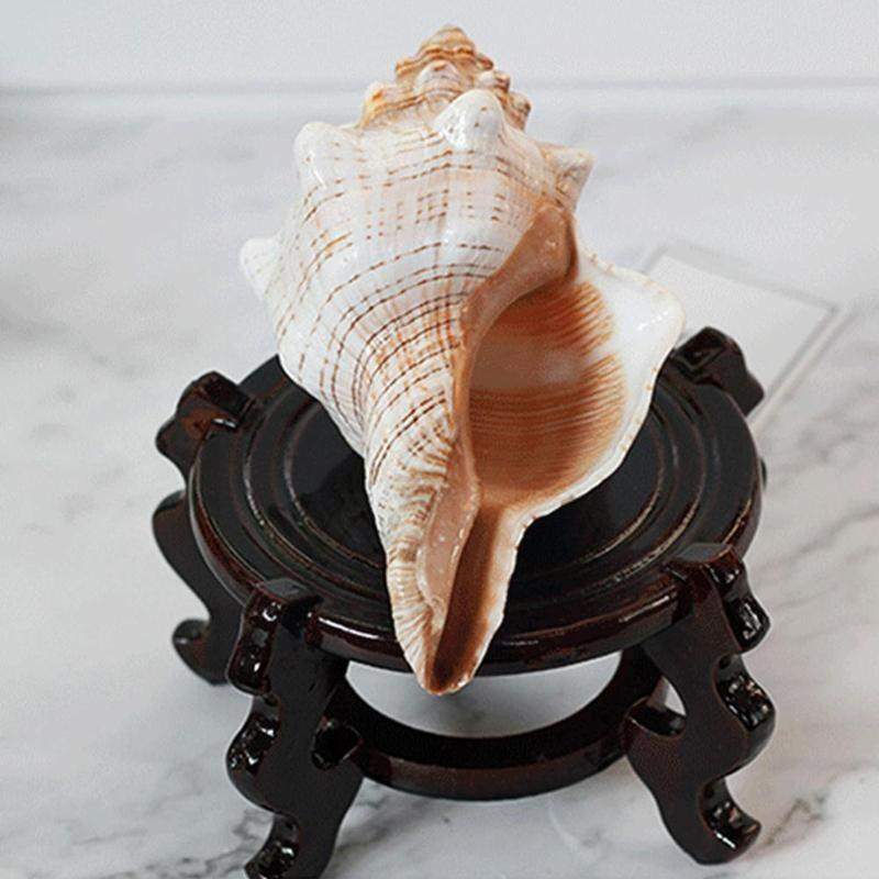 9-17 см кафяво бял естествен голям охлюв Раковина Морски офис рибни орнаменти Декорации Домашна колекция Сувенир M8y1