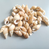 100 бр. Натурални Направи си сам морски раковини Декорация Раковина Декорация на плажа Занаятчийски морски стил Fish Tank Seashells Украса на раковина