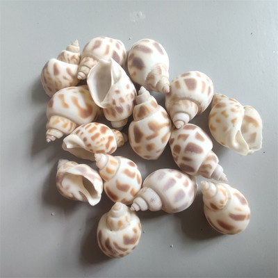 100 бр. Натурални Направи си сам морски раковини Декорация Раковина Декорация на плажа Занаятчийски морски стил Fish Tank Seashells Украса на раковина