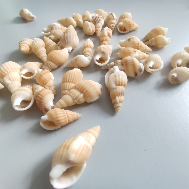 100 бр. Натурални Направи си сам морски раковини Декорация Раковина Декорация на плажа Занаятчийски морски стил Fish Tank Seashells Украса на раковина