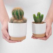 Γλάστρα Jucculent Plant Διπλής στρώσης Succulent Green στρογγυλό διπλής στρώσης Μικρή πράσινη γλάστρα Jucculent μικρή γλάστρα