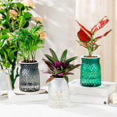 Lusta önöntöző virágcserép automatikus vízfelvevő zamatos akvakultúra átlátszó kerek műanyag hidroponikus virágcserép