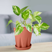 Egyszerű szilikon virágcserép Kreatív asztali kerek irodai dekorációs díszek virágcserép ültető tálcával Orchidea Kert cserepes