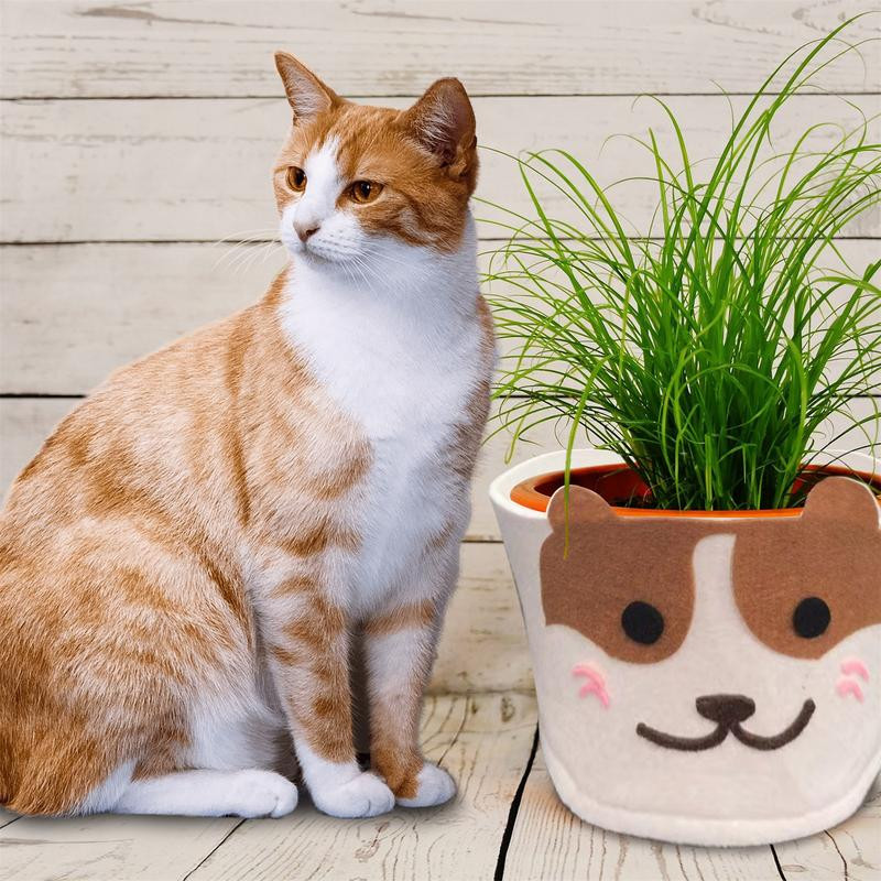 Aranyos beltéri virágcserép Mini zamatos ültetőgépek szövetnövesztő táskák 3db Rajzfilm asztali ültető edények vastagított filcszövet kaktusz