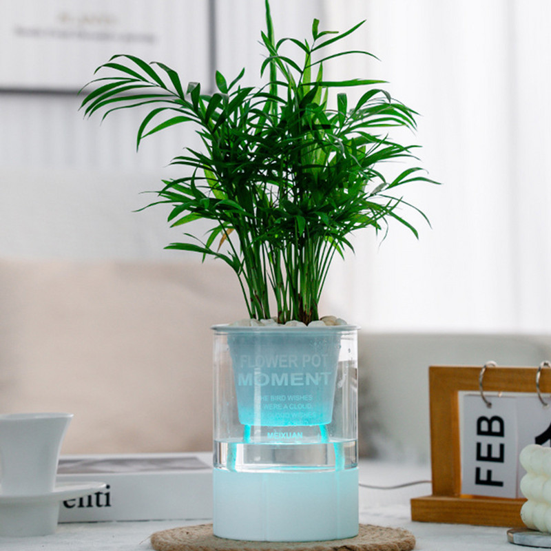 Kreatív, átlátszó hidroponikus ültetőgépek fedéllel, nagy kapacitású szaporítóterrárium otthoni irodai tanulmányi dekorációhoz