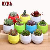 Zamatos cserepes növény asztali cserepes műanyag virágcserep kis zöld növény virágcserép 2023 egyszínű iszaptartó virágváza