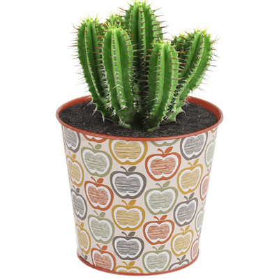 Imádnivaló kaktuszültető kompakt rajzfilm minták zamatos ültetőgép fém asztali tároló vödör tartó virágcserepek ajándékok