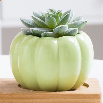 Színes hústál kerámia sütőtök kis virágcserép házi kertészkedés zöld növény jég repedés hüvelykujj mosdó nagykereskedés