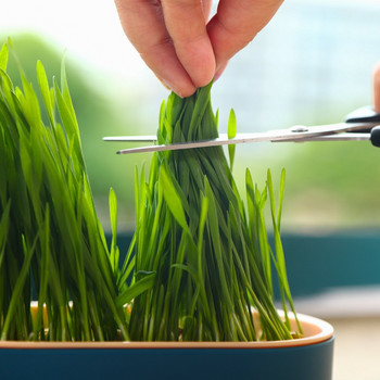 1 комплект Pet Cat Sprout Dish Саксия за отглеждане на Хидропонно растение Котешка трева Покълване Стартер за храносмилане Оранжерия Кутия за отглеждане