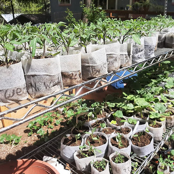 25-100 τμχ βιοδιασπώμενη τσάντα φυτωρίου Μη υφασμένα υφασμάτινα τσάντες σποράς Τσάντες φυτών Grow Τσάντες κήπου Γλάστρες για διακόσμηση σπιτιού Τσάντα φύτευσης
