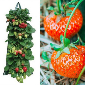 Κρεμαστές σακούλες καλλιέργειας φράουλας Τσάντα καλλιέργειας φράουλα Τσάντες καλλιέργειας φυτών με λαβές Αναπνεύσιμες παχύρρευστες γλάστρες κηπουρικής για λαχανικά