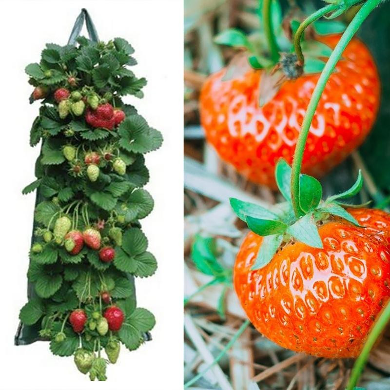 Függő ültető táskák Epertermesztő zsákok Növénytermesztő zsákok fogantyúkkal Légáteresztő, vastagított kerti edények zöldségekhez