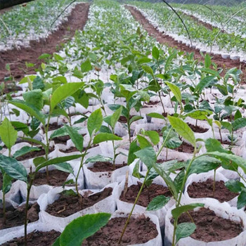 400 τμχ Τσάντες σποράς Μικρές σακούλες καλλιέργειας φυτών Μη υφαντό φυτό Γλάστρες εκτροφής Προμήθειες κηπουρικής για τον κήπο του σπιτιού