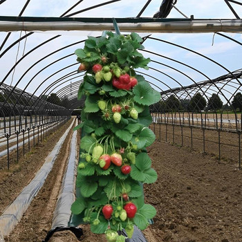 1 ΤΕΜ Σακουλάκια Φύτευσης Λαχανικών Σακούλα Κρεμάστρας Αναπνέει Φυτών για Ντομάτα Τσίλι Δοχεία Φύτευσης Φράουλα με Μεγάλα