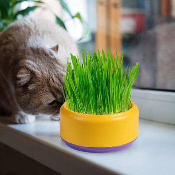 Cat Grass Planter Pet Pot Κιτ καλλιέργειας γρασιδιού για γάτα Σνακ μέντα Φύτευση στρώσεων Υδροπονικό κουτί για γάτα Χρηματοκιβώτιο με φύτρα κατοικίδιων ζώων