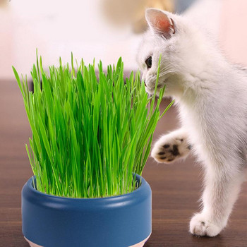 Cat Grass Planter Pet Pot Κιτ καλλιέργειας γρασιδιού για γάτα Σνακ μέντα Φύτευση στρώσεων Υδροπονικό κουτί για γάτα Χρηματοκιβώτιο με φύτρα κατοικίδιων ζώων