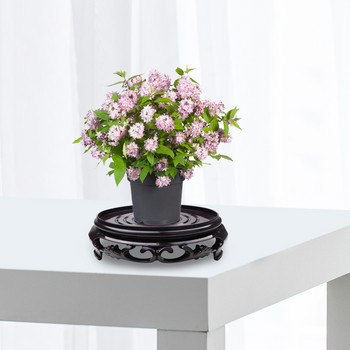 Πλαστικό μαξιλαράκι Ψηλός δίσκος λουλουδιών Πλαίσιο Θήκη για γλάστρα καφέ-μαύρο 1 τεμ 13,7cm Είδη κήπου Στρογγυλή βάση διακόσμησης σε γλάστρα