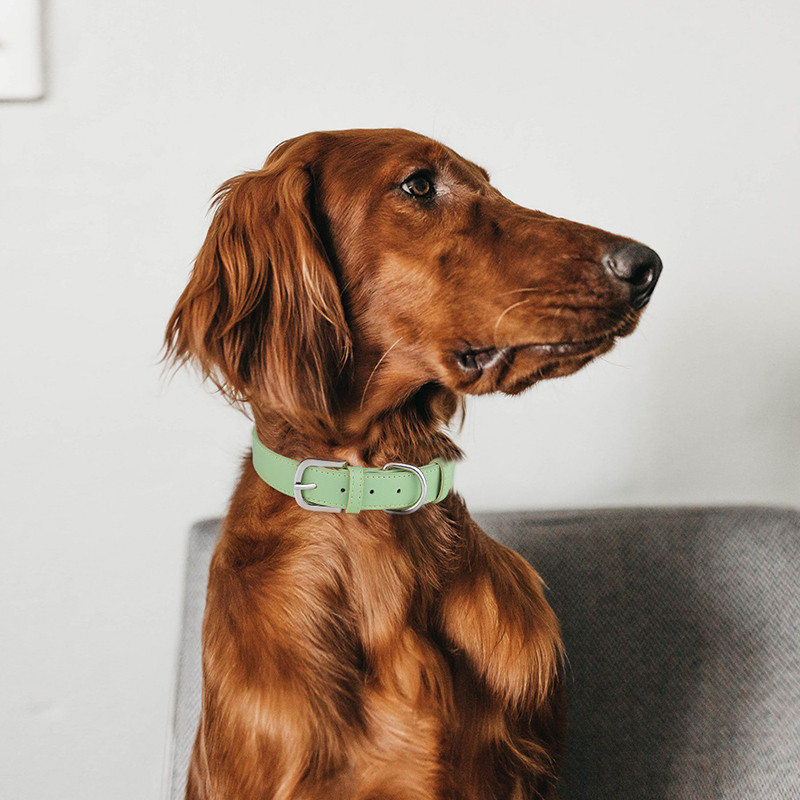 Jauna luksusa PU ādas apkakle vidēji lieliem suņiem Regulējama kaklarota suņu kaklasiksna Izturīga kaķu kaķu kucēnu mājdzīvnieku piederumi