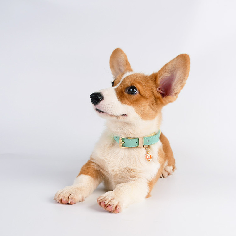 Ādas suņu kakla siksna DIY personalizēta, iegravēta kucēna nosaukuma plāksnītes ID kaklasiksnas, regulējamas maziem un vidējiem suņiem mājdzīvnieku apkakles pēc pasūtījuma