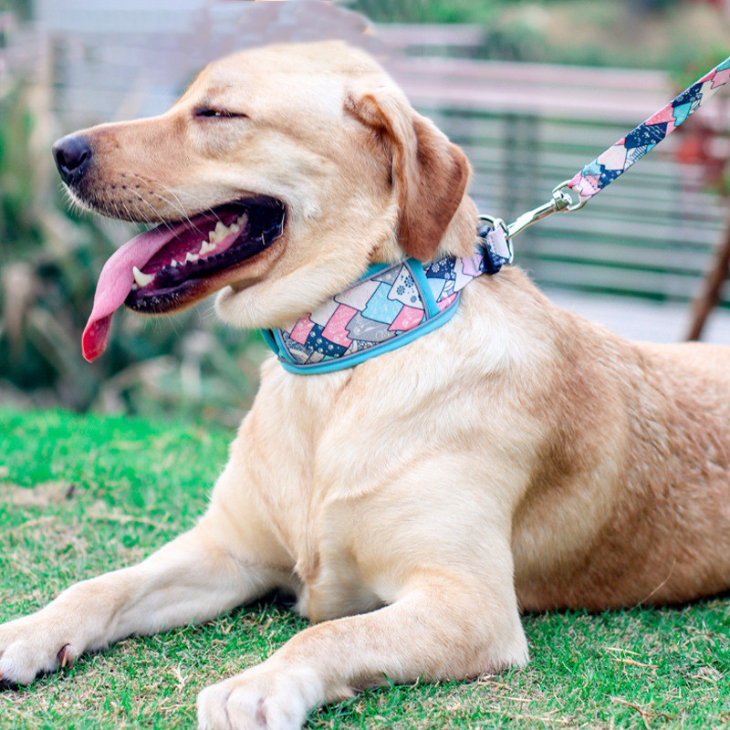 Neilona atstarojoša mājdzīvnieku kaklasiksna, elpojoša suņu kaklasiksna ar spēcīgu dubulto D gredzenu un modes apdruku maziem, vidēji lieliem suņiem