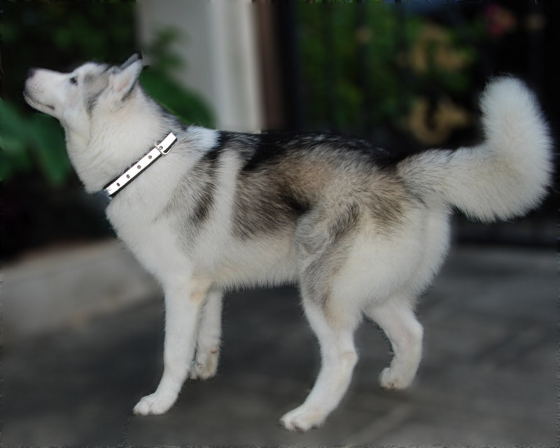 Neilona mājdzīvnieku kaklasiksnas PP regulējama kakla siksna ar putām polsterēta suņu kakla siksna, mīksta, izturīga maziem vidēji lieliem suņiem un kaķiem mājdzīvnieku piederumi