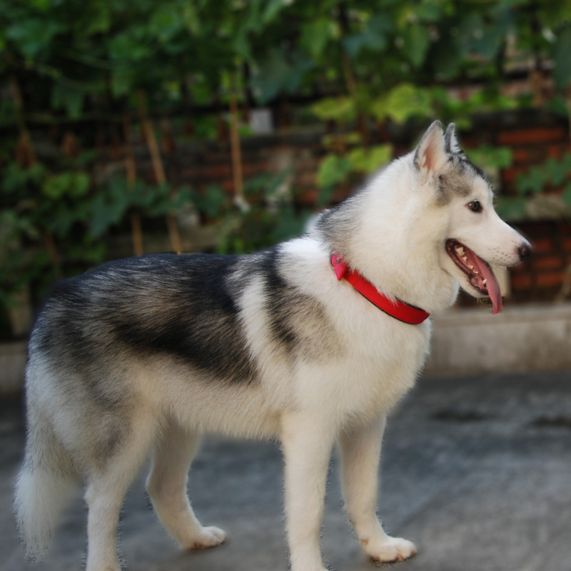 Neilona mājdzīvnieku kaklasiksnas PP regulējama kakla siksna ar putām polsterēta suņu kakla siksna, mīksta, izturīga maziem vidēji lieliem suņiem un kaķiem mājdzīvnieku piederumi