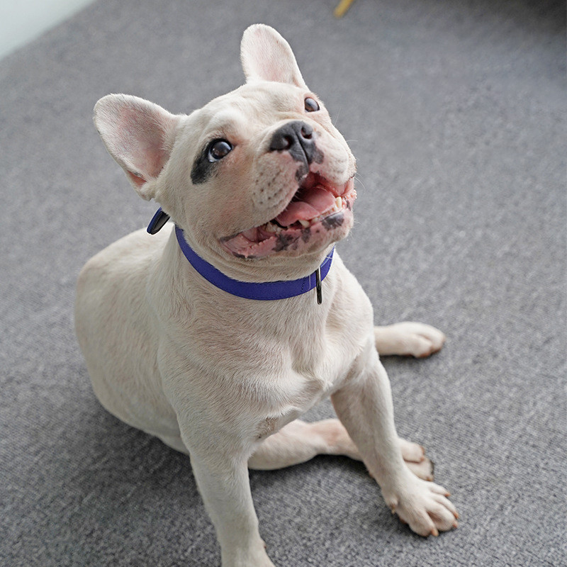 Ādas mājdzīvnieku kaklasiksna, regulējama maza un vidēja suņu kakla siksnas mezgls, nodilumizturīgs PU materiāls ar metāla sprādzi mājdzīvnieku kaklasiksnas piederumiem