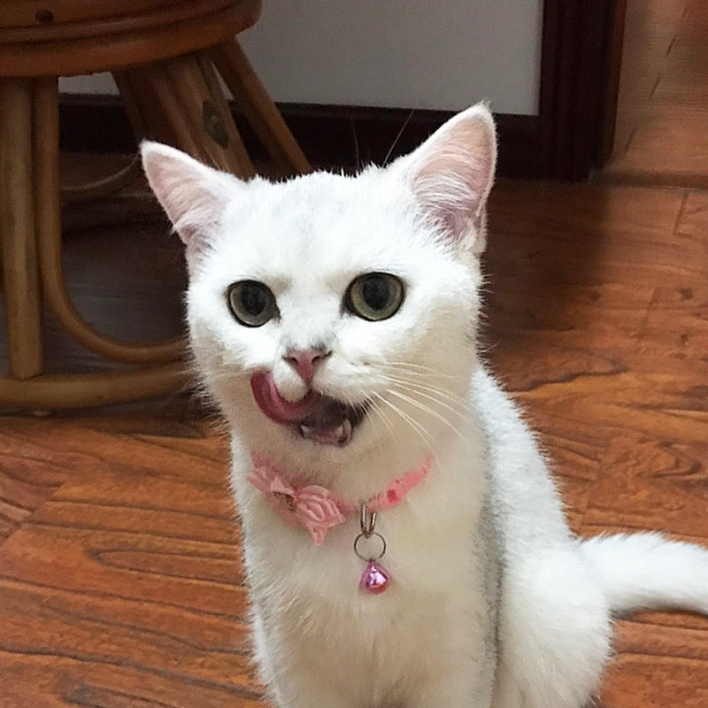 Modes mājdzīvnieku suņu kaklasiksnas zieds, krāsains raksts jauks zvaniņš, regulējamas kaklasiksnas suņu kaķiem DIY mājdzīvnieku piegādes acesorios para mascotas