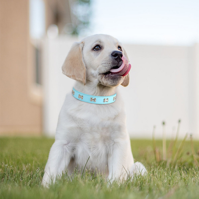 Suņu kaklasiksna ar radzēm Krāsainas ādas kucēnu aksesuāri Kaklasiksnas maziem un vidējiem suņiem Mopsis Čivava Mājdzīvnieku piederumi SML XL
