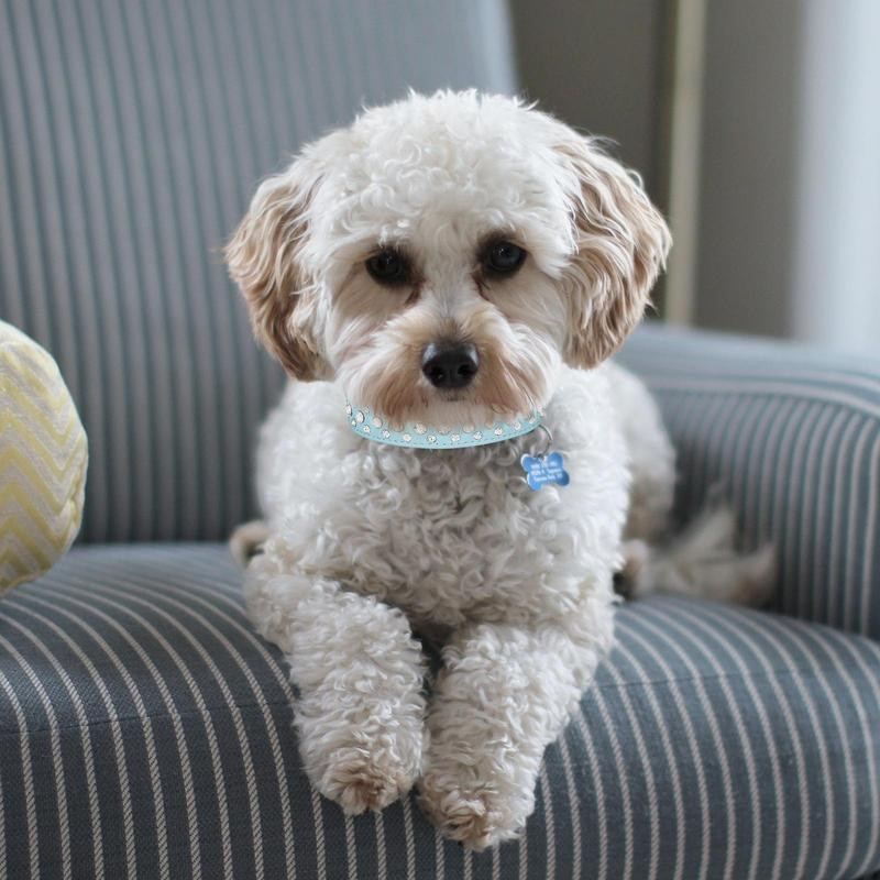 Bling Rhinestone kucēnu suņu kaklasiksnas Regulējamas maziem suņiem Ādas kaklasiksna Skaista kaklarota Mājdzīvnieku suņi Kaķi Izskata Aksesuāri