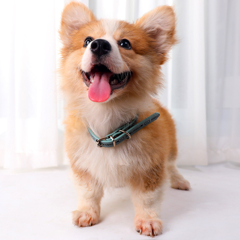 Kaķu kaklasiksna Karstā spiedoga PU drošība Kaķu kaklasiksnas kucēnu suņu kaklasiksna kaķiem Maziem suņiem Kaķēniem Cieta mājdzīvnieku kaklasiksna Chihuahua produkti